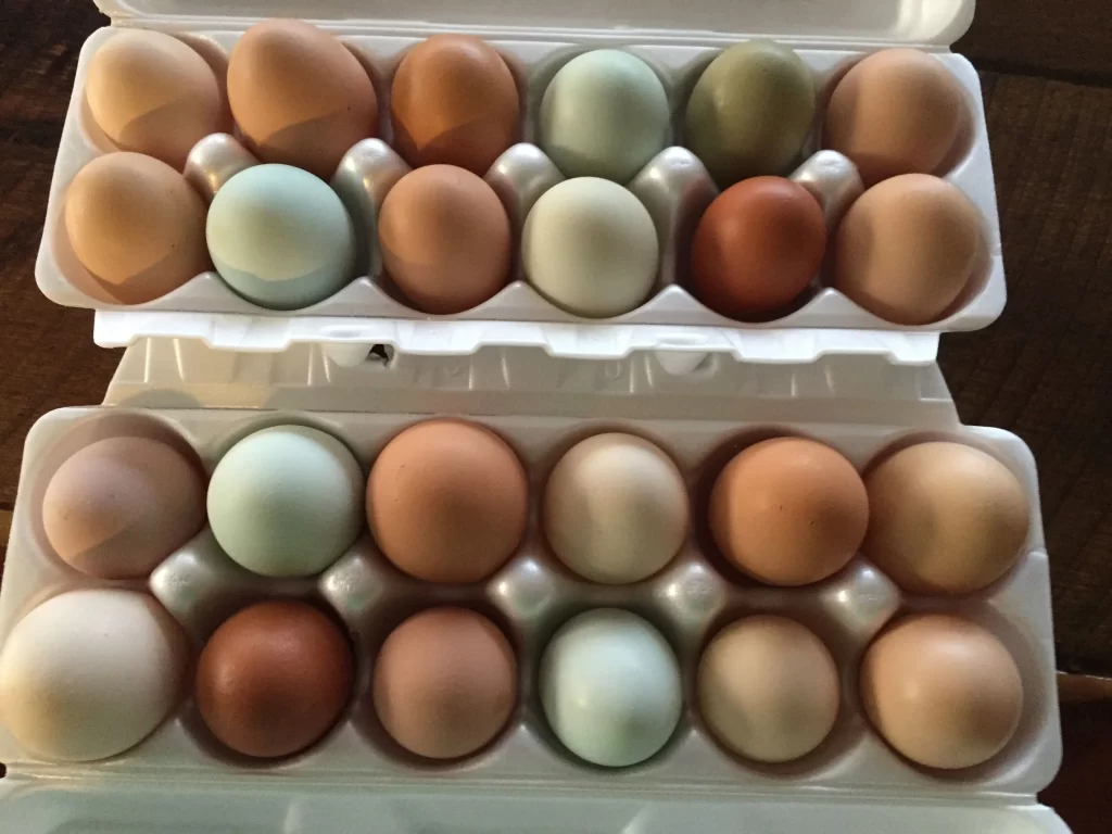 two cartons of colorful eggs