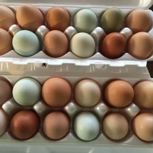 two cartons of colorful eggs
