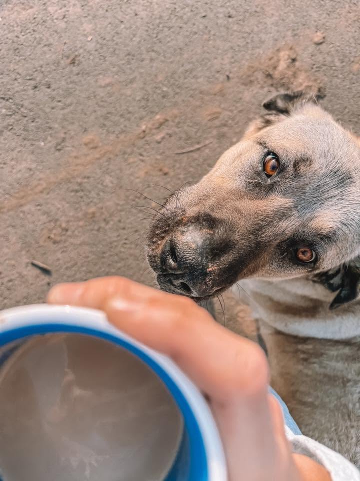 AC Dog Anatolian Shepherd