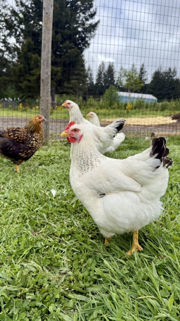 Free Range Chickens - North Falls Farm