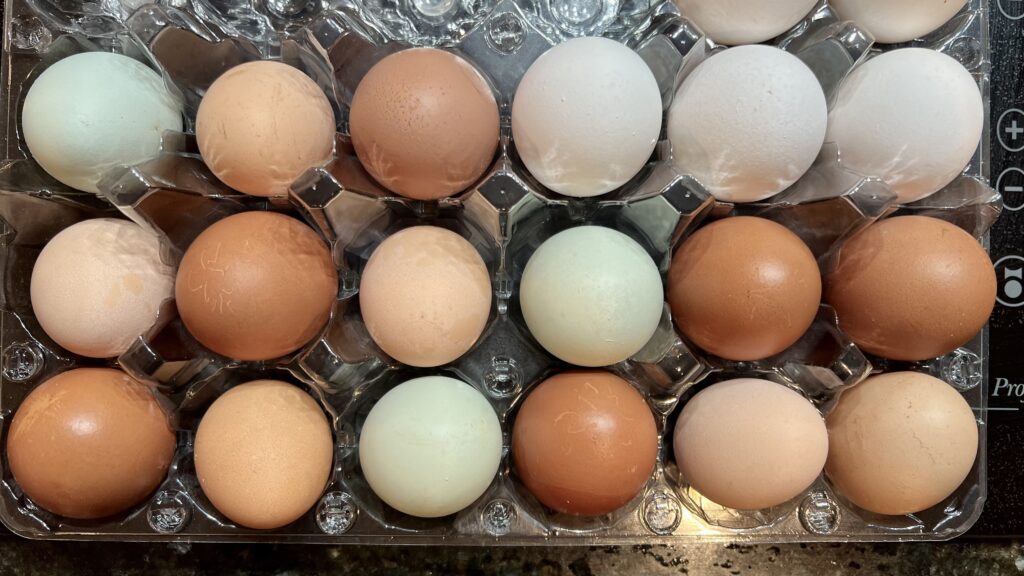 Free Range Eggs - North Falls Farm